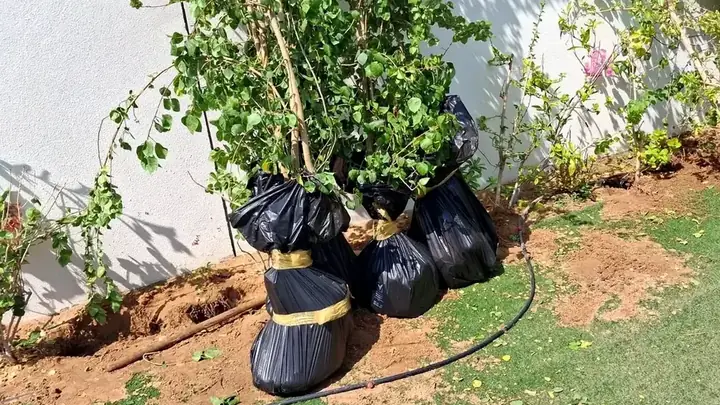 GulfNest safe plant moving and professional plant transportation in Dubai UAE