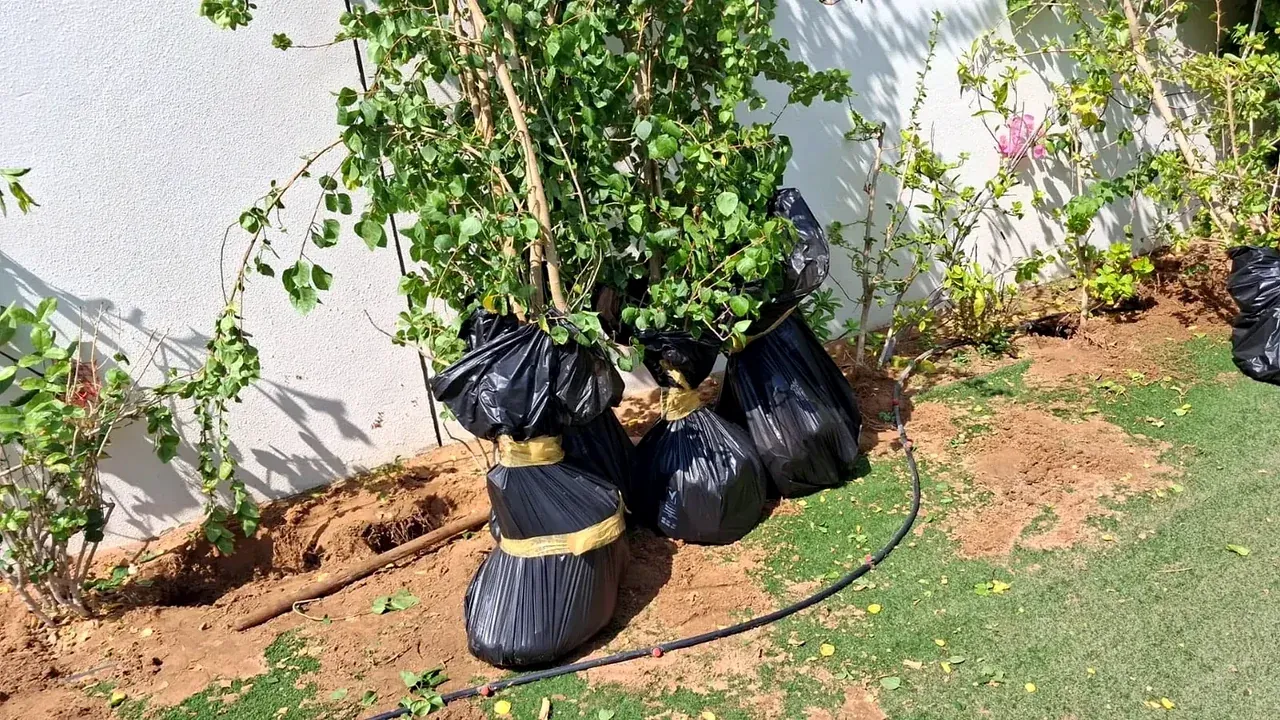 GulfNest plant movers protecting a large potted plant base before transport in Dubai
