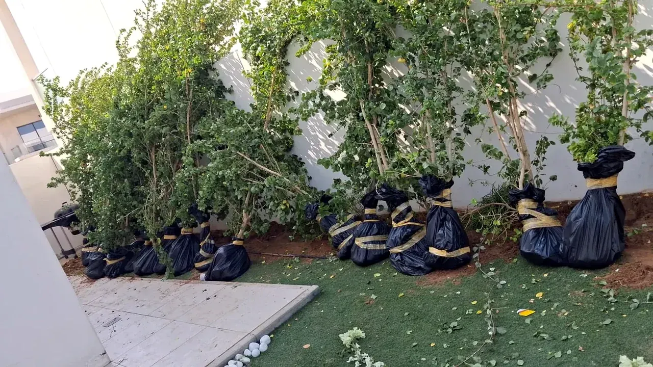 Genuine GulfNest work showing multiple garden plants protected and prepared for safe transportation in the UAE